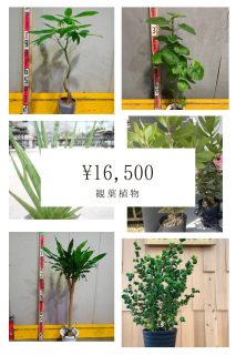 おまかせ観葉植物02