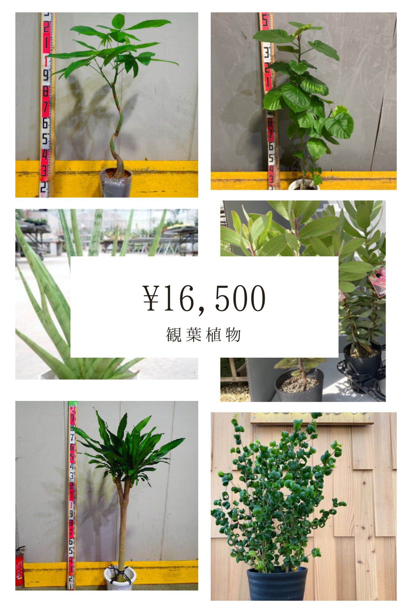 おまかせ観葉植物02