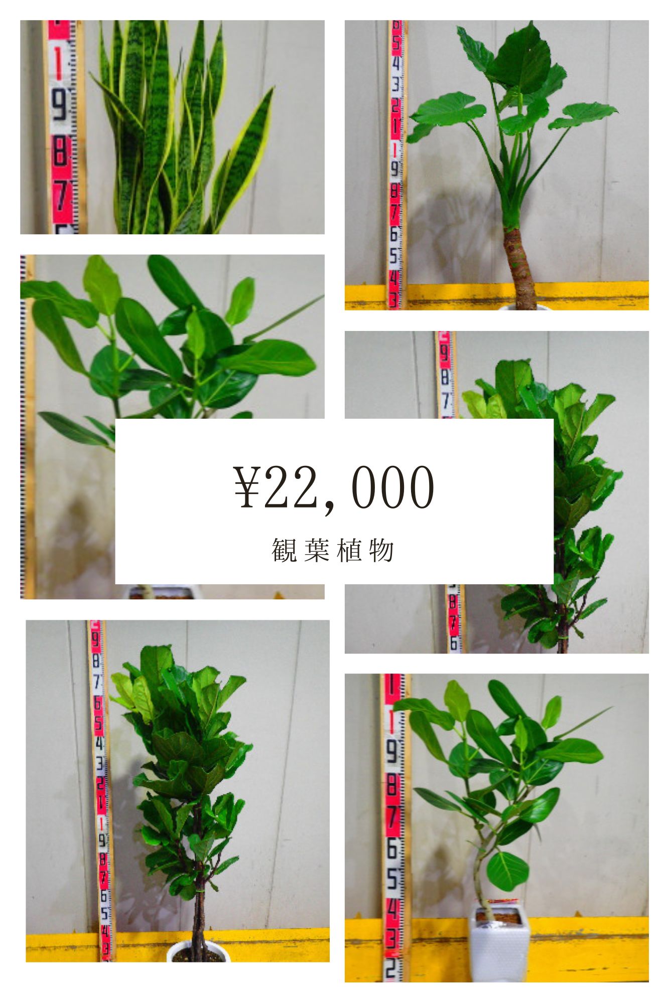 おまかせ観葉植物03