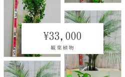 おまかせ観葉植物04