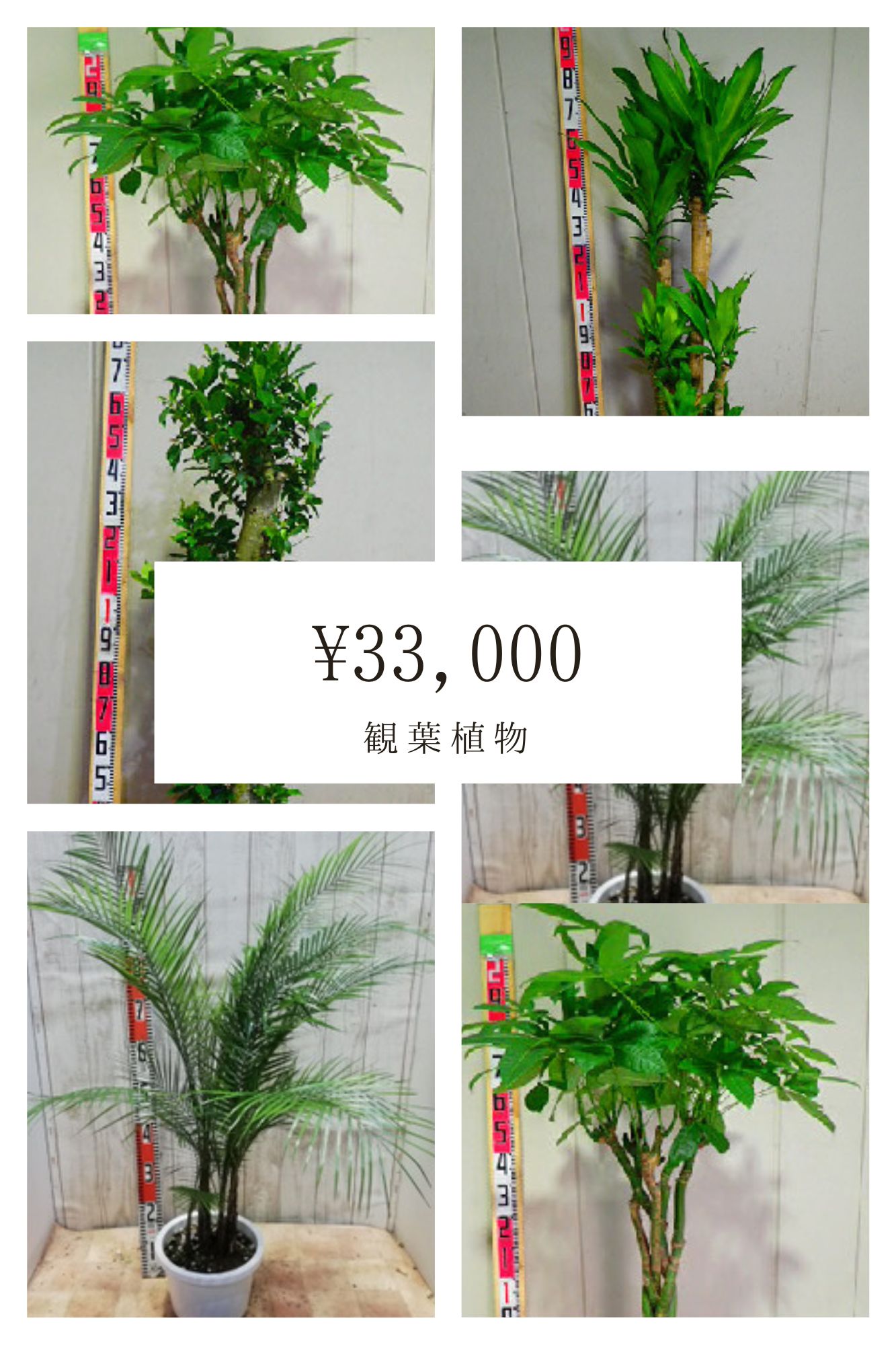 おまかせ観葉植物04