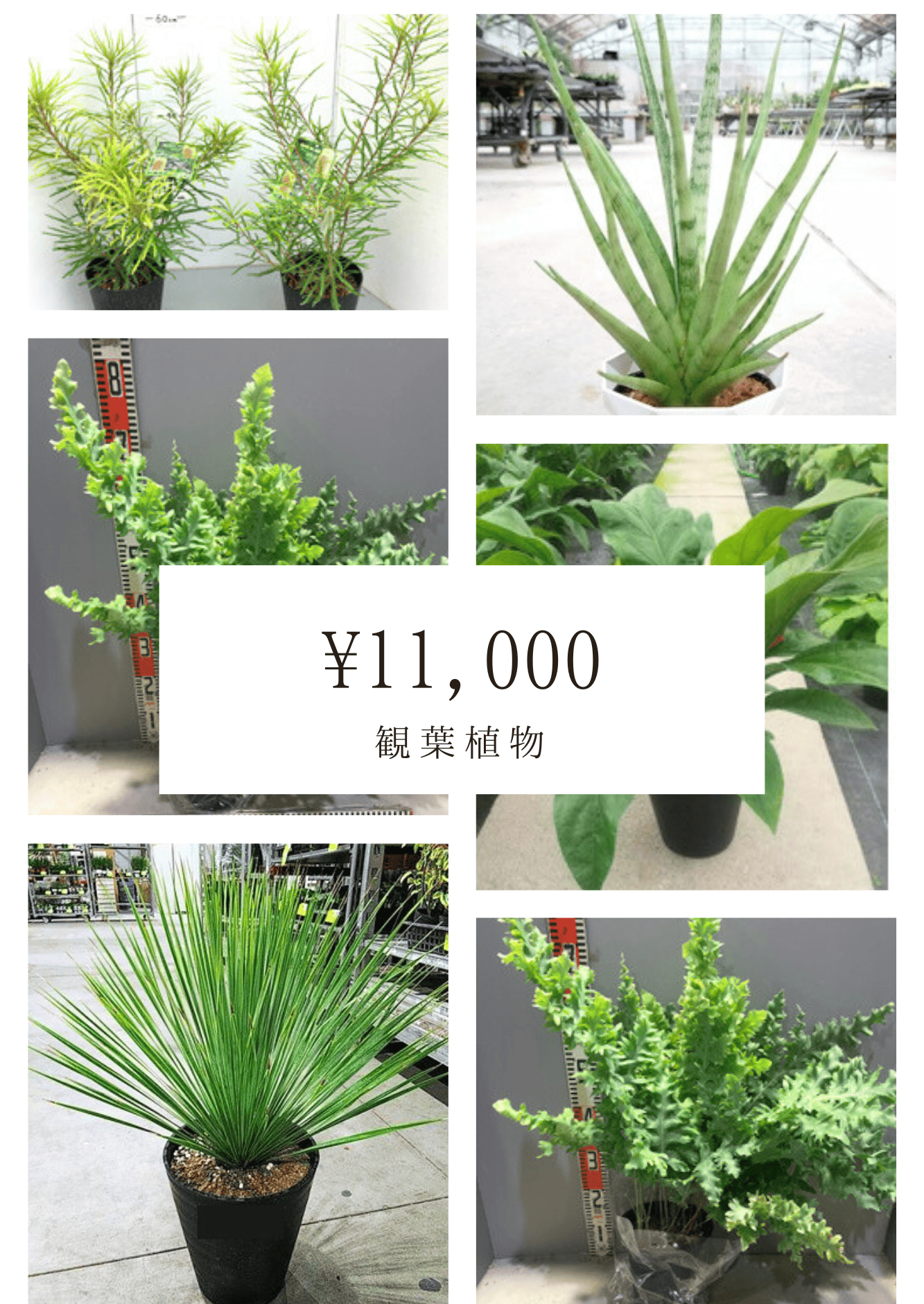 全国配送無料観葉植物1