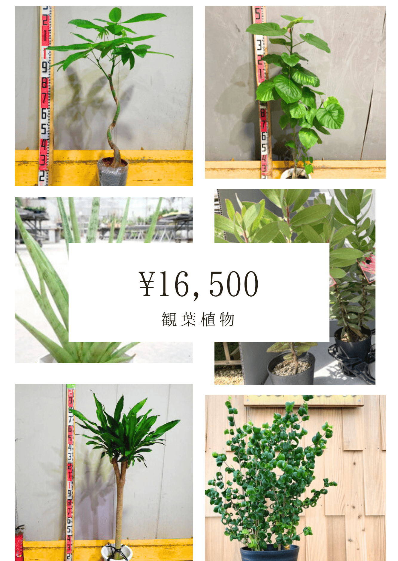 全国配送無料観葉植物2
